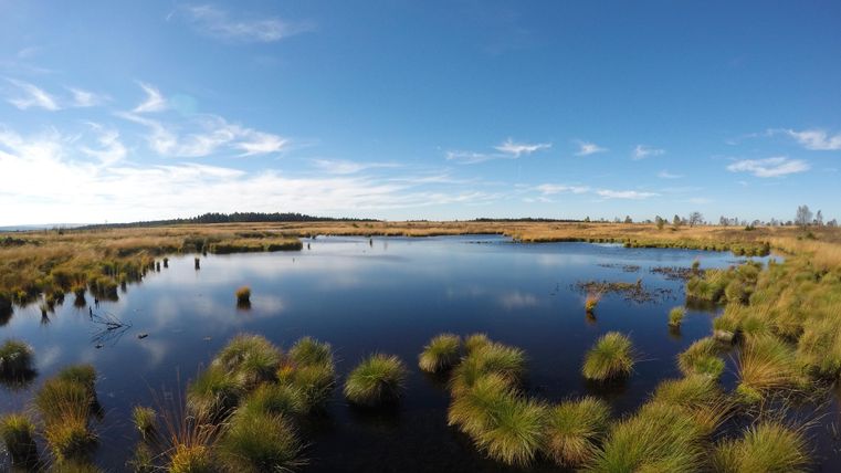 Ein ruhiger Teich umgeben von grünen Halmen und schöner Landschaft. Der Himmel ist blau mit einigen Wolken.