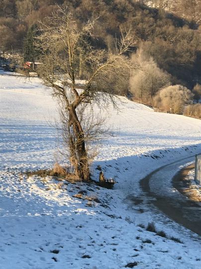 Ein einzelner Baum steht in einer schneebedeckten Landschaft. Im Hintergrund sind sanfte Hügel und ein blauer Himmel zu sehen.
