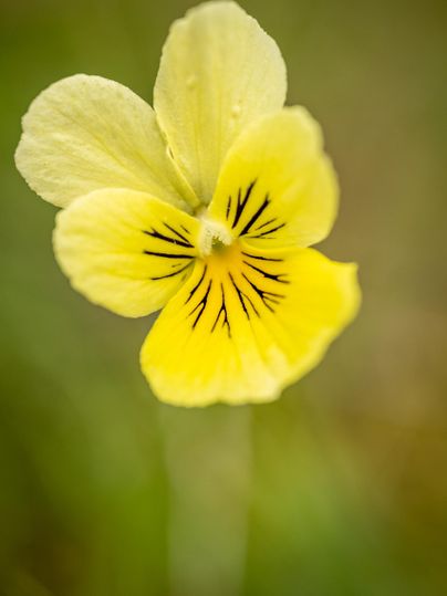 Eine gelbe Blume mit feinen, dunklen Linien im Inneren. Sie steht inmitten grasgrüner Umgebung.