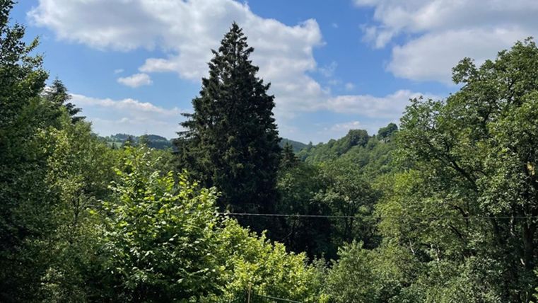 Eine grüne Landschaft mit vielen Bäumen und einem klaren blauen Himmel. Im Vordergrund ist eine Terrasse zu sehen.
