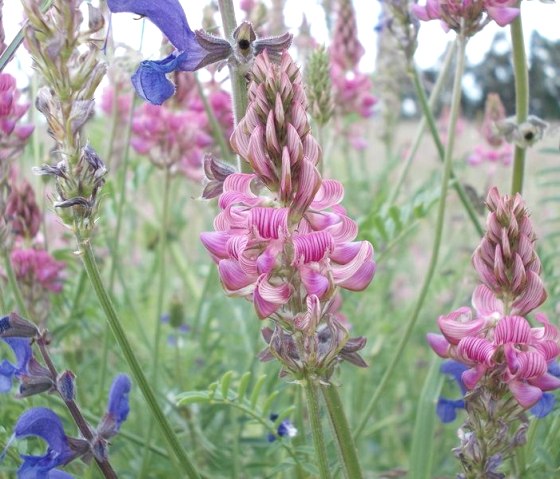 bunte Blumen, © Eifel heimisch