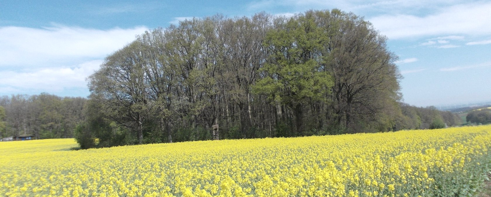Rapsfelder, &copy; Eifel heimisch