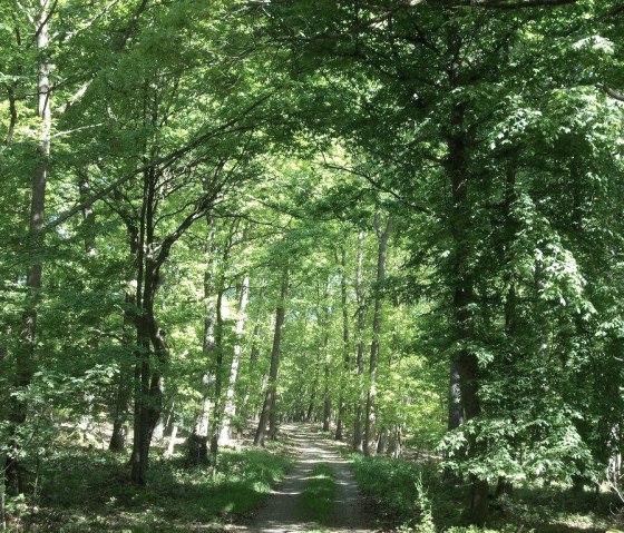 Wald, © Eifel heimisch