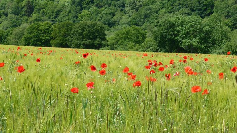 Ein blühendes Feld mit roten Mohnblumen und grünem Gras. Im Hintergrund sind Bäume und sanfte Hügel zu sehen.