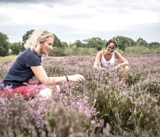 De Drover Heide, &copy; Kreis D&uuml;ren_Dennis Stratmann