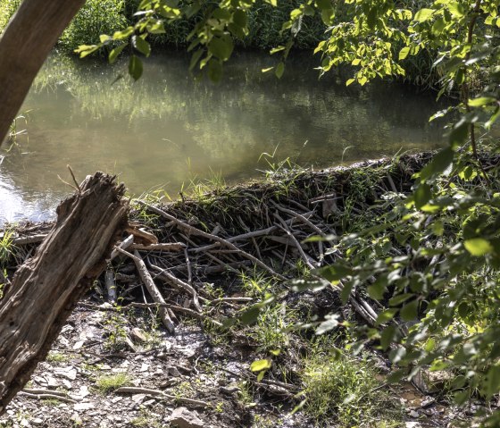 Biberdamm am Wildpark Schmidt, &copy; Eifel Tourismus GmbH_ Vollmer