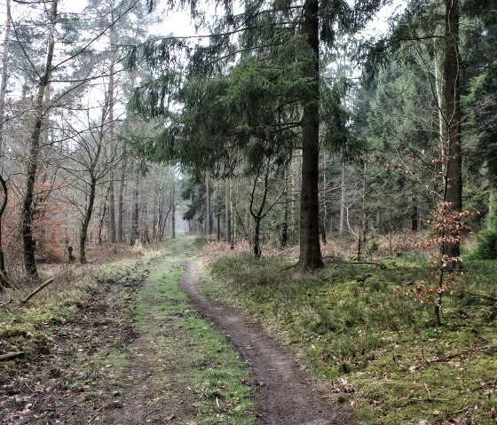 Door de bossen