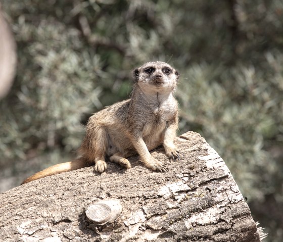 Erdm&auml;nnchen im Br&uuml;ckenkopf-Park, &copy; Tobias Vollmer | Eifel Tourismus GmbH