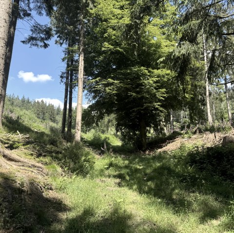 IMG_6788, &copy; Rureifel-Tourismus e.V., Dennis Winands