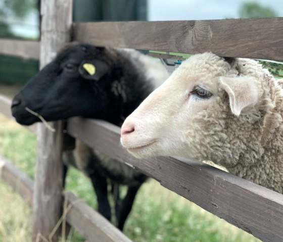 Schafe beobachten, © Die Rote 16