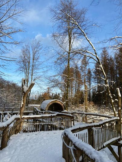 Eine verschneite Landschaft mit hohen Bäumen und einem Holzweg. Der Himmel ist blau und klar.