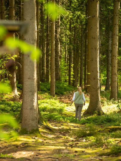Eine Person geht einen Weg durch einen ruhigen Wald. Umgeben von hohen Bäumen und grünem Licht.
