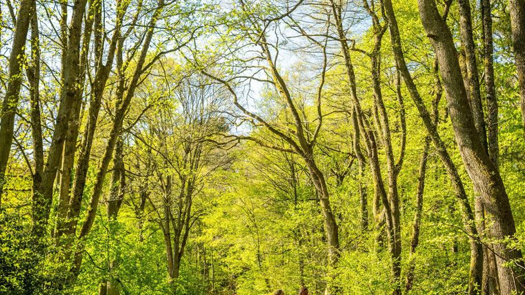 Ein Wanderweg durch einen Wald mit hohen Bäumen und einem kleinen Fluss. Zwei Personen gehen entspannt am Ufer entlang.