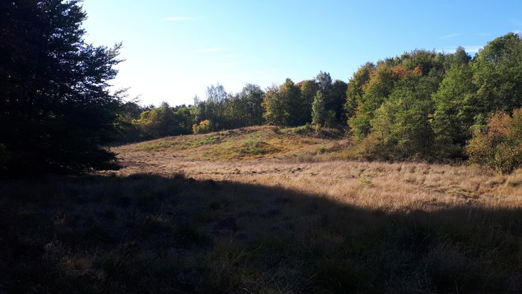 Eine weitläufige Wiese mit hohen Gräsern und vereinzelten Bäumen im Hintergrund. Die Farben der Blätter zeigen den Herbst und der Himmel ist klar und blau.