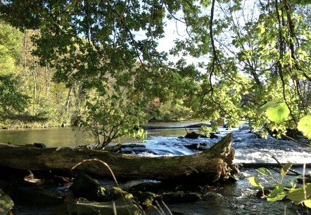 Todholz im Rurwehr, &copy; Gemeinde Kreuzau