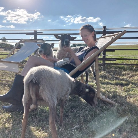 Kuscheln mit Schafen, © Die-Rote-16