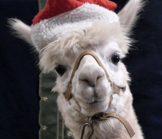 Nikolaus Bert, © Kermeter Alpakas