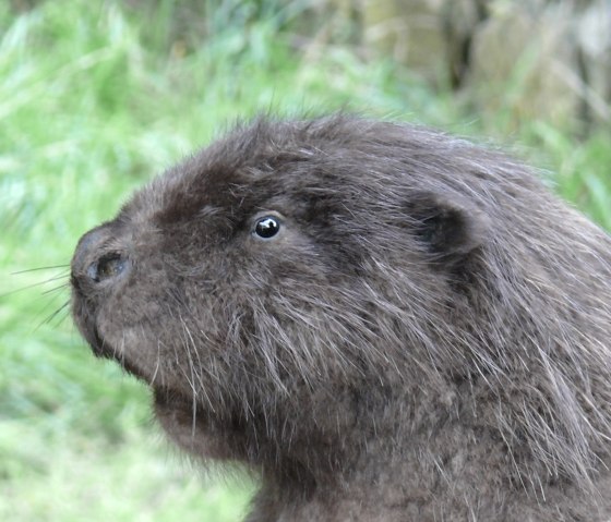 Le castor