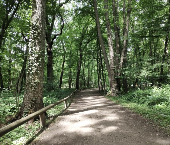 Forest of Burgau Castle in Düren, © Sophia Eckerle