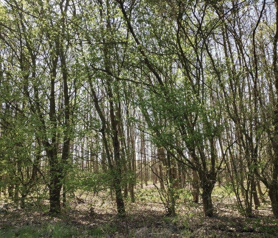Forest lights in the Drover Heath., © Sophia Eckerle