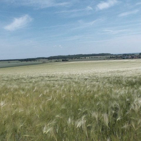 Getreidefelder, © Eifel heimisch