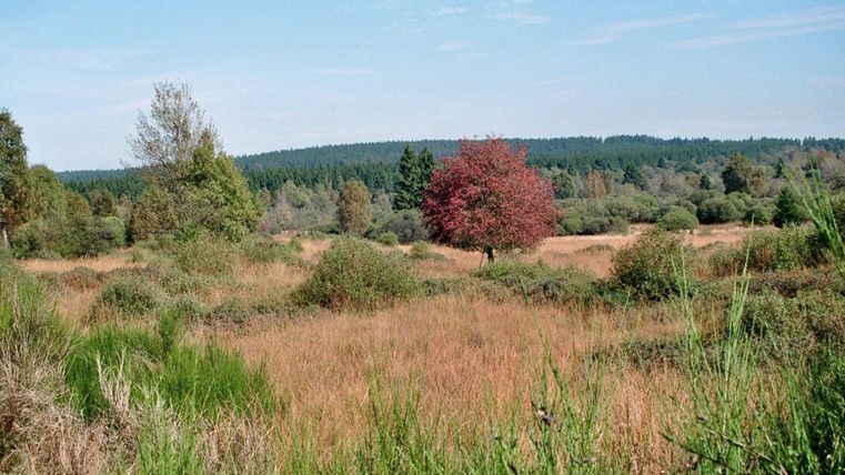 Eine weitläufige Wiese mit grünen und braunen Sträuchern. Im Hintergrund steht ein einzelner roter Baum unter einem klaren Himmel.