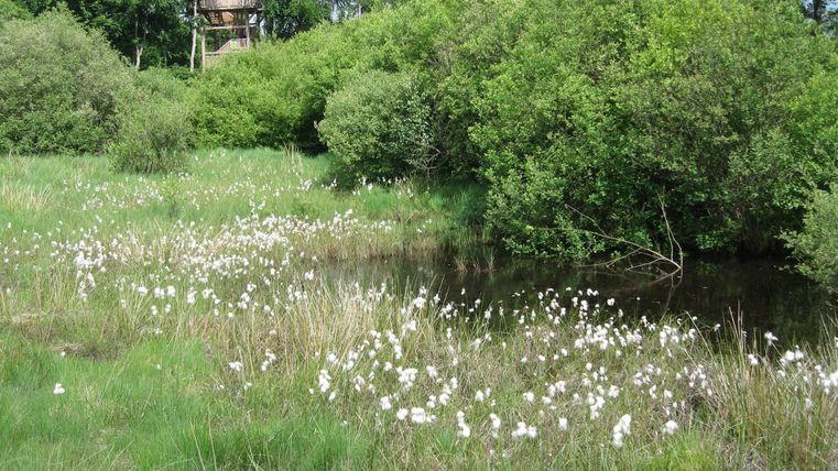 Eine grüne Wiese mit verschiedenen Sträuchern und weißen Blüten. Im Hintergrund sind Bäume und ein Gebäude sichtbar.