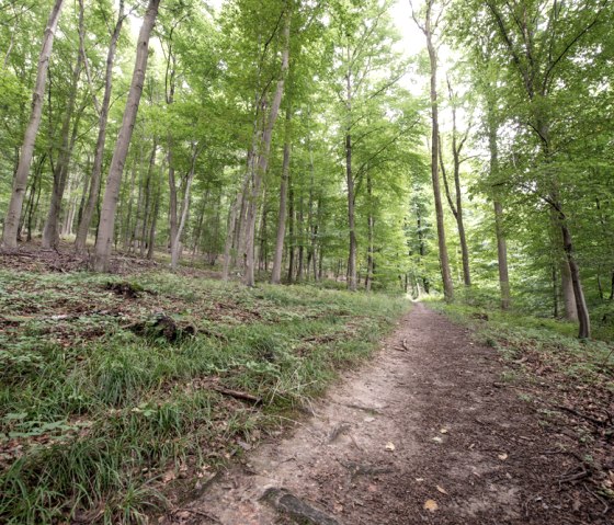 MTB-Tour Schlossrunde (Freifahrt Eifel Runde A), &copy; some.oner