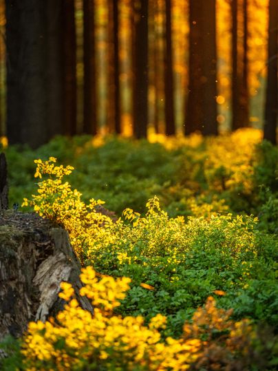 Ein sonniger Wald mit orangefarbenem Licht, das durch die Bäume scheint. Grüne Farne und Pflanzen schmücken den Waldboden.