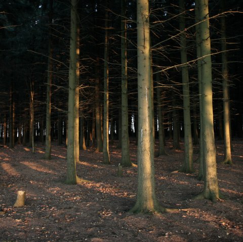 Uitzicht in de diepte van het H&uuml;rtgenwald