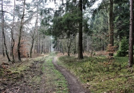 Durch die W&auml;lder