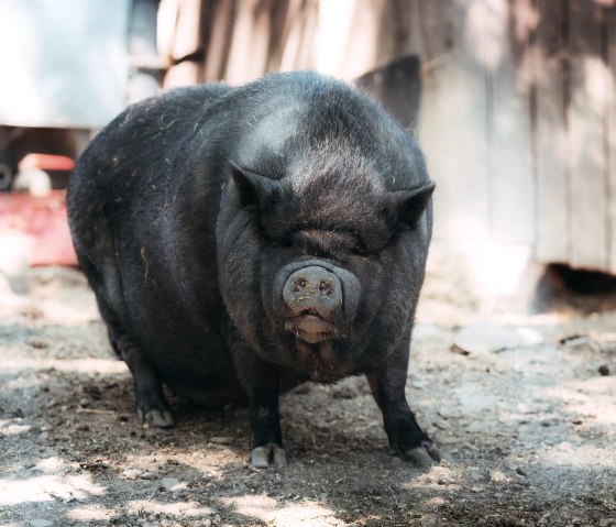 H&auml;ngebauchschwein im Wildpark Schmidt, &copy; Johannes H&ouml;hn