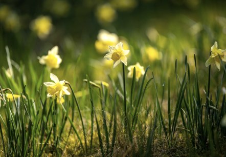 Narzissen, &copy; Eifel Tourismus GmbH, Dominik Ketz
