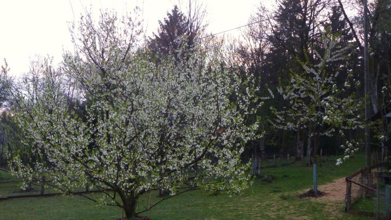 Ein blühender Baum mit weißen Blüten in einer grünen Wiese. Dahinter sind weitere Bäume und ein klarer Himmel sichtbar.