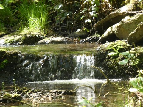 Ein kleiner Wasserfall in einem grünen Wald. Sanfte Wellen plätschern über die Steine und umgeben von Pflanzen.
