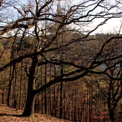Door het herfstbos