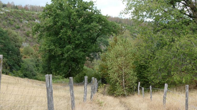 Ein schmaler Weg führt durch eine trockene Wiese mit einigen Bäumen. Auf beiden Seiten des Weges stehen Holzpfähle.
