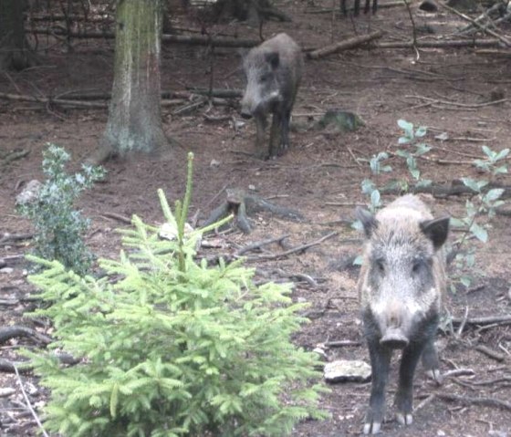 Wildschweine im Schwarzwildpark, &copy; Archiv der St&auml;dteRegion Aachen