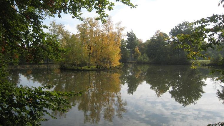 Ein ruhiger See umgeben von Bäumen mit herbstlichen Farben. Die spiegelnde Oberfläche des Wassers zeigt die wunderschönen Reflexionen der Natur.