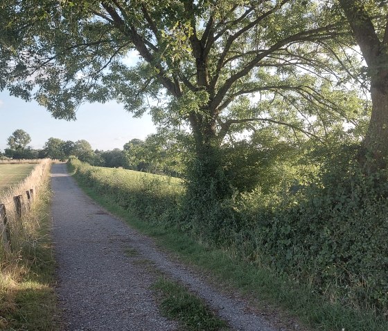 Sommerweg Krauthausen Juli-August (co) Thei&szlig;en-Bra