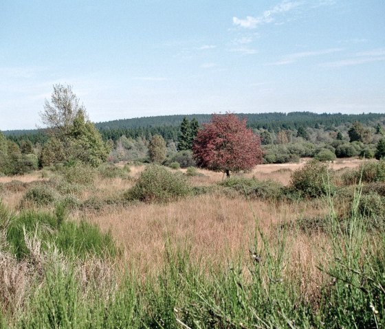 Hohes Venn