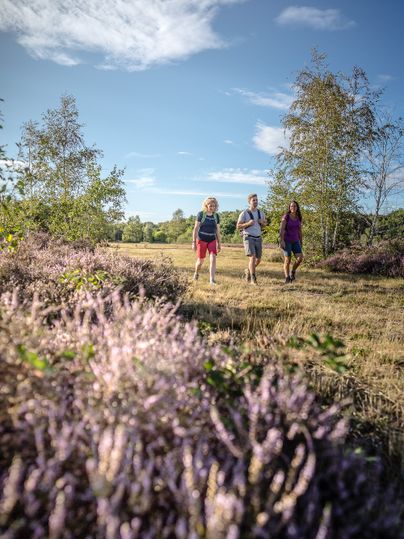 Wandern in der Drover Heide