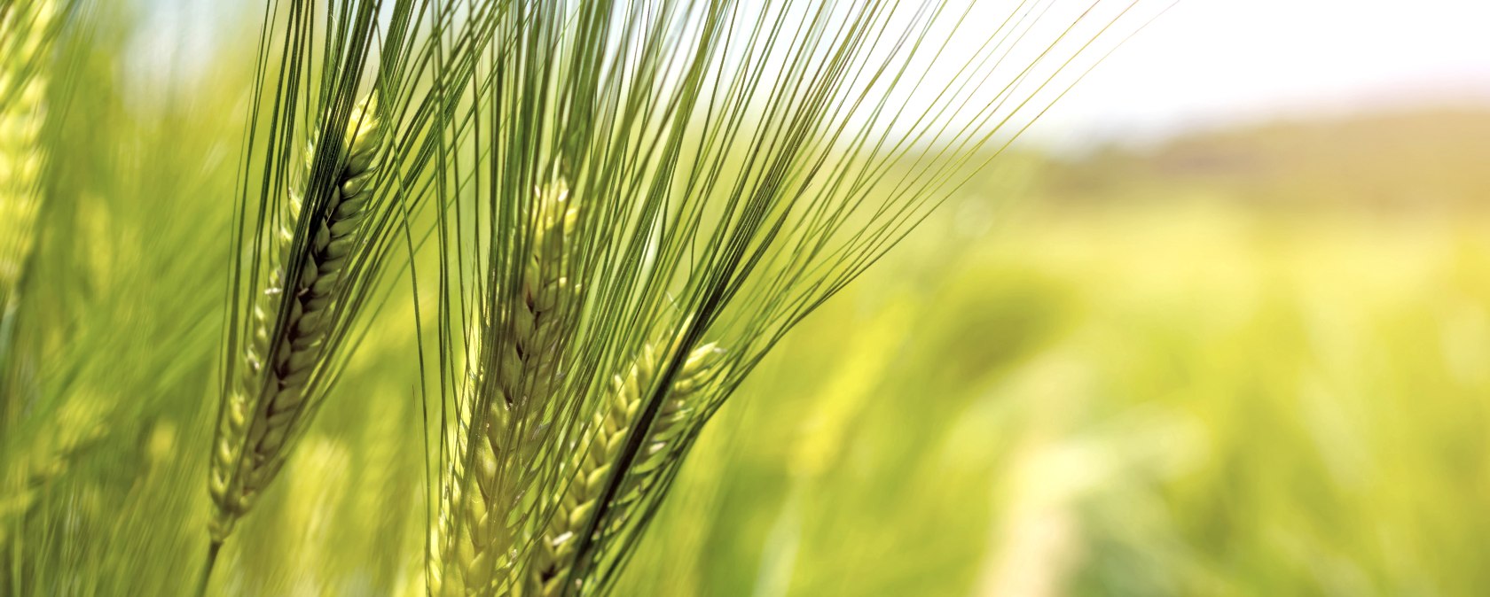 Malting barley