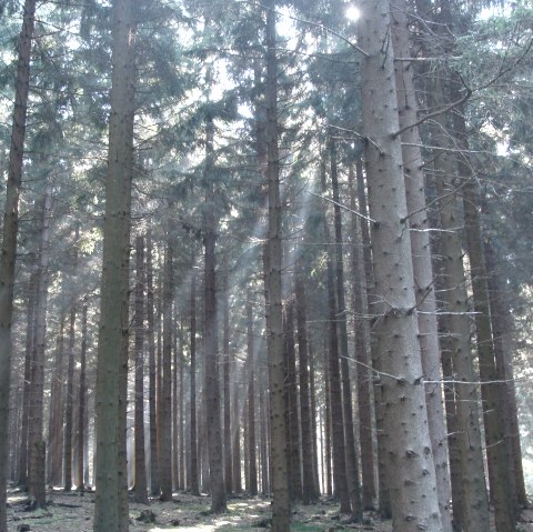 Blick in den H&uuml;rtgenwald