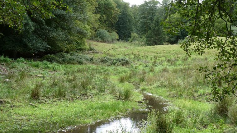 Eine ruhige Wiese mit üppigem Grün und einem kleinen Bach. Im Hintergrund stehen Bäume, die eine natürliche Umgebung schaffen.