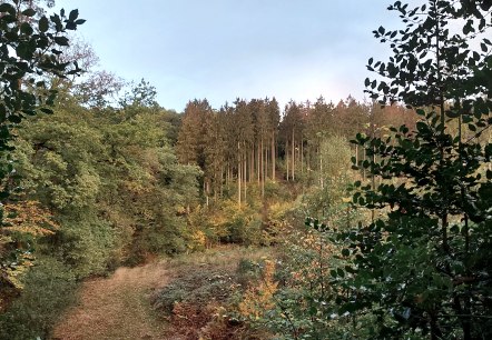 Herbstwald Vicht September-Oktober (co) Thei&szlig;en-Br