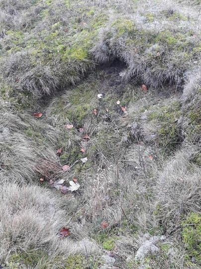 Ein begrüntes Feld mit hohem Gras und kleinen trockenen Blättern. Der Boden zeigt eine leichte Vertiefung.
