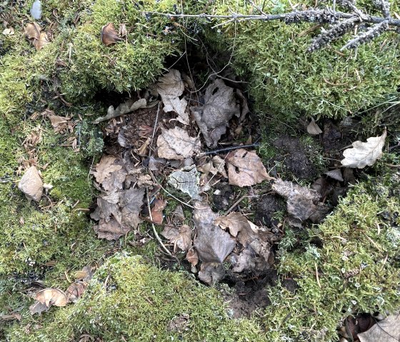 Der Waldboden, &copy; Anne Knein