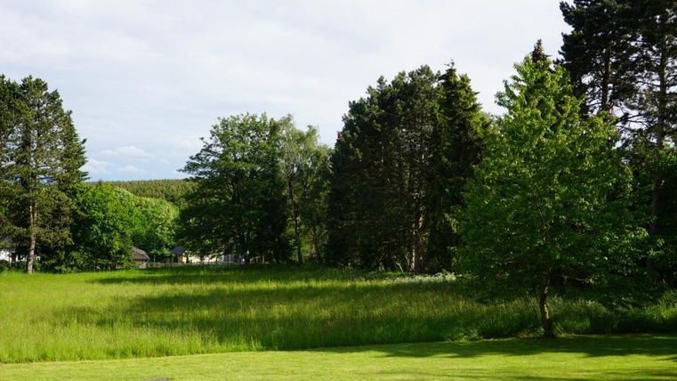Eine grüne Wiese mit üppigem Gras und verschiedenen Bäumen. Im Hintergrund sind weitere Bäume und ein klarer Himmel zu sehen.