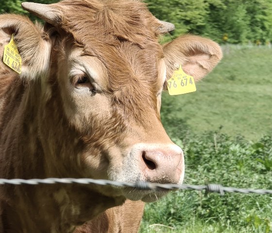 Cows on the pasture, © Rureifel-Tourismus e.V.